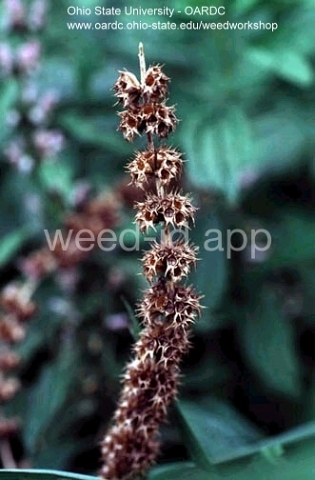 motherwort